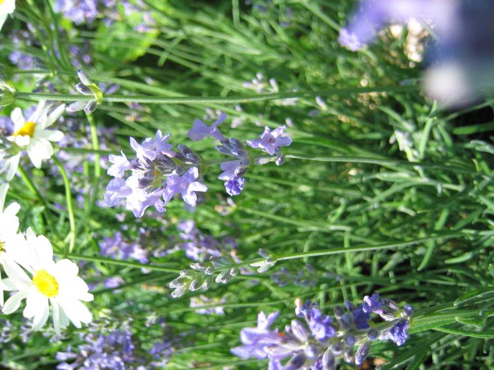 Lavandula angustifolia 'Dwarf Blue' (Zwergiger Lavendel)